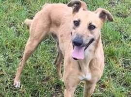 2 year old male Lurcher