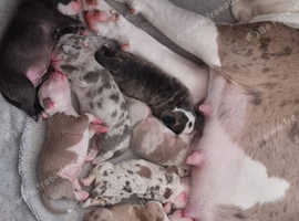 Old tyme bulldogs for sale