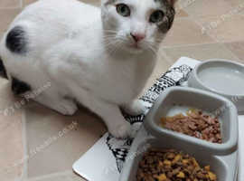 I will give the cat to a good home