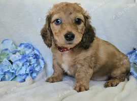 Long haired mini dachshund READY NOW