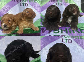 F1 mini cockapoos various colours 30 dna health tested clear