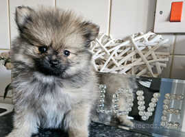 RESERVED Beautiful xxs tiny teacup Wolf Sable Pomeranian puppy