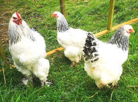 Brahma Hatching Eggs; Lemon Pyle, Isabella, Light Columbian, Gold Partridge, Blue Buff