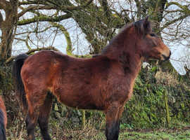 Unregistered Dartmoor