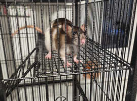 2 Female Rats and Cage