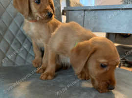 Labradoodle pups