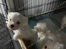 Beautiful Maltese puppy boy for sale