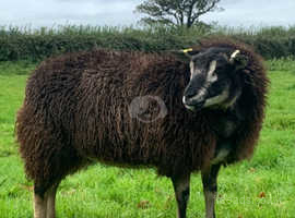 3/4 badgerface texel twin yearling ewes