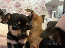 Chihuahua Puppies in Eastleigh SO50 on Freeads Classifieds - Chihuahuas ...