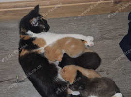 Mixed kittens