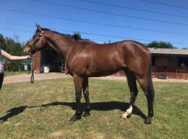 Stunning tb gelding