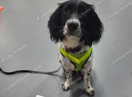 Springer puppy