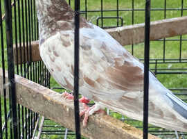 Young roller red and white for sale