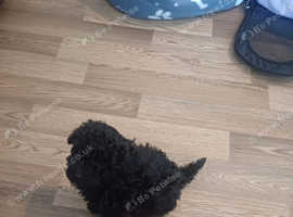 Cockopoo toy dog