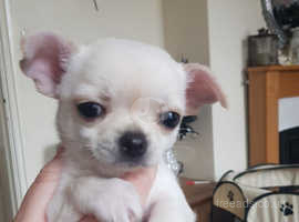 Applehead chihuahua best sale puppies for sale