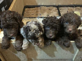 Miniature Chocolate Merle Puppies F1b