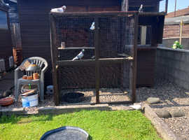 10x6 shed