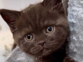 Rare chocolate cinnamon British shorthair