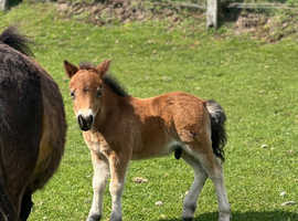 Miniature Shetland foal