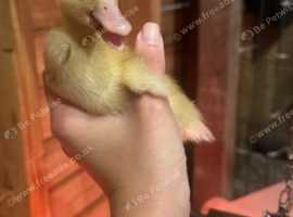 Buckhurst Farm Ducklings for sale