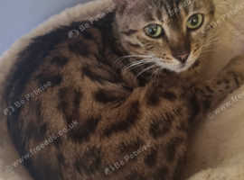 TICA Registered Retired Queen