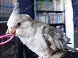 Hand tame whiteface male cockatiel for sale