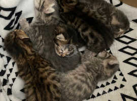 Savannah kittens best sale near me