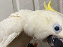 Super Cuddly Baby Triton Cockatoo