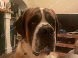 Lovely Saint Bernard