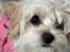 Cavachon girl