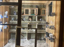Kurdish pigeon for sale