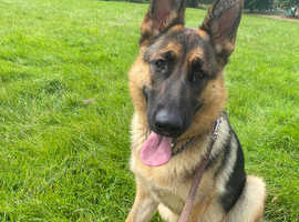 Beautiful German shepherd
