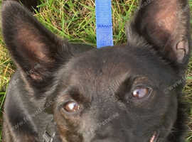 Wanted Patterdale x Chihuahua