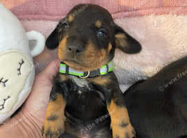 Miniature Dachshund puppies