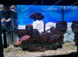 Tiger Oscar  tropical fish, 6inch