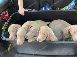 Weimaraner Puppies Beautiful Purebred Silver-Grey Ghost Long and Short Haired Ready To Leave Now!