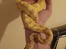 7 month old banana python