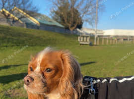 Male Cavalier King Charles - 2 years old