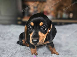 2 gorgeous miniature Dachshund puppies