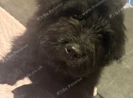 Bernedoodles puppys