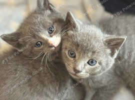 5 beautiful kittens looking new Home