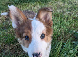 Welsh sheepdog puppy