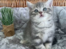 2 AVAILABLE READY NOW OUTSTANDING TICA KITTENS