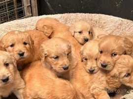 Retriever mix store puppies near me