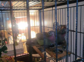 Princess of wales parakeet