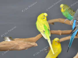Budgies Pair (Babies and adults' pair Available) ,5