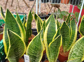 Snake plant/ sansevieria houseplant