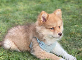 Pomsky puppies hot sale for adoption