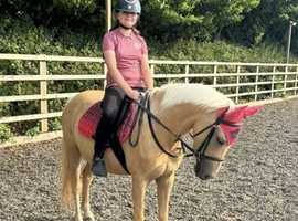 Xanthe , 13.2hh for sale or LWVTB