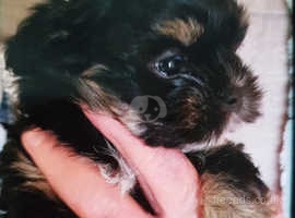 morkie pups for sale